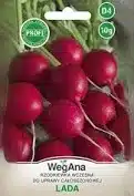 Rzodkiewka Lada
