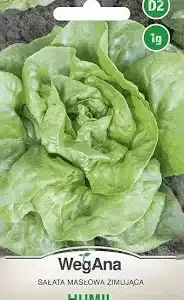 Sałata masłowa zimująca Humil